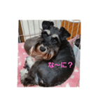 miniatureschnauzer ram（個別スタンプ：1）