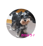 miniatureschnauzer ram（個別スタンプ：2）