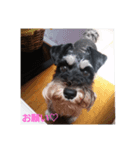 miniatureschnauzer ram（個別スタンプ：3）