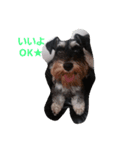 miniatureschnauzer ram（個別スタンプ：4）