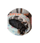 miniatureschnauzer ram（個別スタンプ：5）