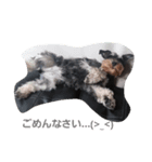 miniatureschnauzer ram（個別スタンプ：6）