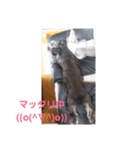 miniatureschnauzer ram（個別スタンプ：7）