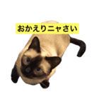 ななたん（シャム猫マンチカン）（個別スタンプ：3）