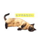 ななたん（シャム猫マンチカン）（個別スタンプ：4）