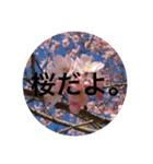 喋る桜。（個別スタンプ：1）