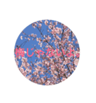 喋る桜。（個別スタンプ：3）