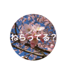 喋る桜。（個別スタンプ：4）