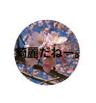 喋る桜。（個別スタンプ：6）