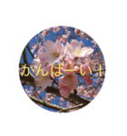 喋る桜。（個別スタンプ：7）