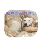 うちの犬スタンプ2（個別スタンプ：3）