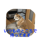 うちの犬スタンプ2（個別スタンプ：12）