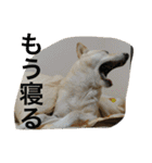 うちの犬スタンプ2（個別スタンプ：21）