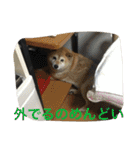 うちの犬スタンプ2（個別スタンプ：22）