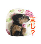 うちの犬スタンプ2（個別スタンプ：27）