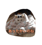 ちくわฅ^•ﻌ•^ฅ（個別スタンプ：1）