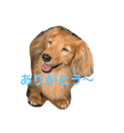 愛犬ダックス  みるくの気持ち（個別スタンプ：2）