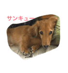 愛犬ダックス  みるくの気持ち（個別スタンプ：15）