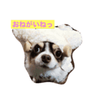 愛犬シェイク（個別スタンプ：1）