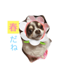 愛犬シェイク（個別スタンプ：5）