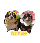 愛犬シェイク（個別スタンプ：11）