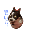 愛犬シェイク（個別スタンプ：14）