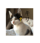 ハチワレねこ大福（個別スタンプ：15）