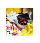 ハチワレねこ大福（個別スタンプ：17）