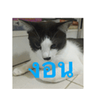 Leon A Cat can speak（個別スタンプ：3）