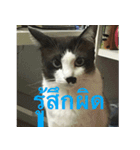 Leon A Cat can speak（個別スタンプ：10）