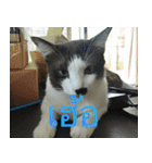 Leon A Cat can speak（個別スタンプ：31）