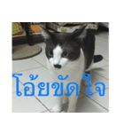 Leon A Cat can speak（個別スタンプ：38）