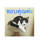 Leon A Cat can speak（個別スタンプ：40）