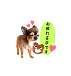 My  sweet dogs "GUTI and QUEEN"（個別スタンプ：8）
