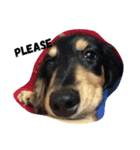 Ollie The Dachshund（個別スタンプ：1）