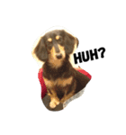 Ollie The Dachshund（個別スタンプ：3）