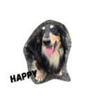 Ollie The Dachshund（個別スタンプ：4）