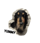 Ollie The Dachshund（個別スタンプ：9）