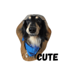 Ollie The Dachshund（個別スタンプ：11）