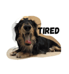 Ollie The Dachshund（個別スタンプ：12）