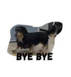 Ollie The Dachshund（個別スタンプ：13）