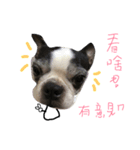 Bostonterriers dog（個別スタンプ：1）