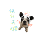 Bostonterriers dog（個別スタンプ：2）