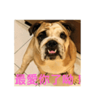 Q Bulldog（個別スタンプ：1）