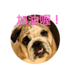 Q Bulldog（個別スタンプ：2）