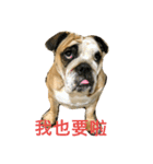 Q Bulldog（個別スタンプ：10）