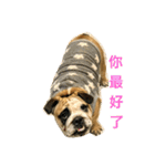 Q Bulldog（個別スタンプ：14）