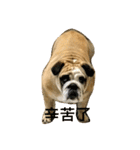 Q Bulldog（個別スタンプ：15）