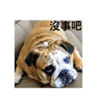 Q Bulldog（個別スタンプ：21）