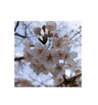 さくら 桜 桜花 花 華 春 ピンク 桃 写真（個別スタンプ：3）